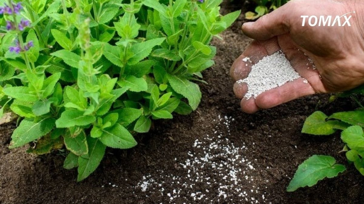 nhu cầu phân bón hữu cơ cho rau