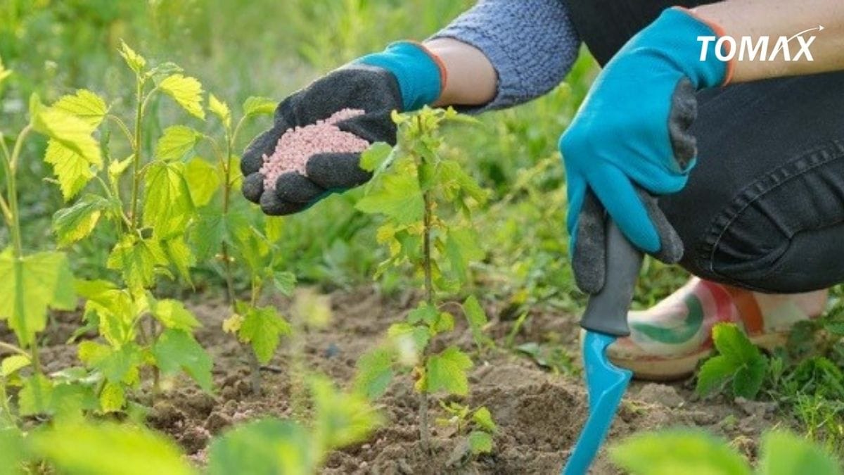 phân bón cây ăn quả