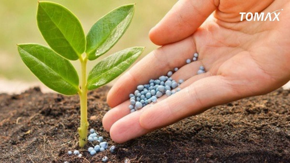 phân bón cho cây ăn quả