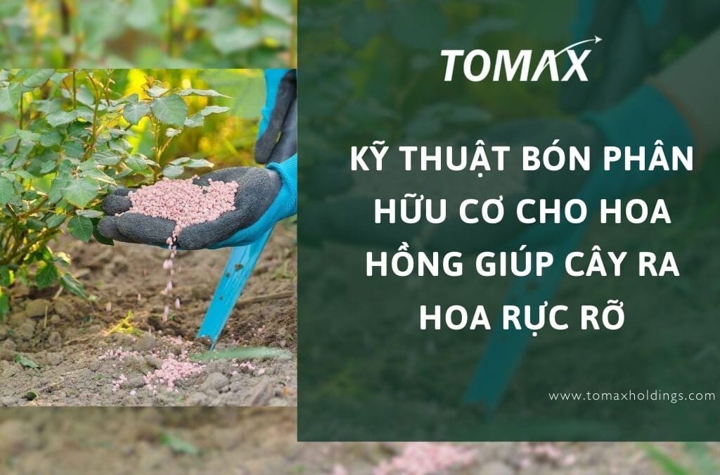 bón phân hữu cơ cho hoa hồng