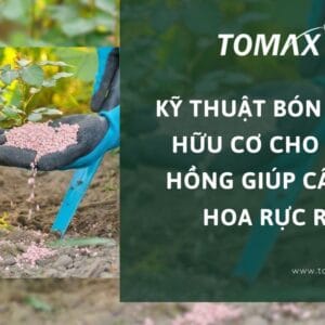 bón phân hữu cơ cho hoa hồng
