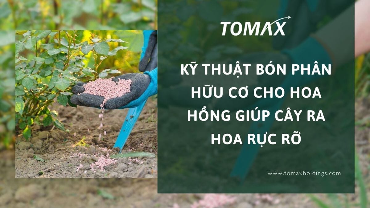 bón phân hữu cơ cho hoa hồng