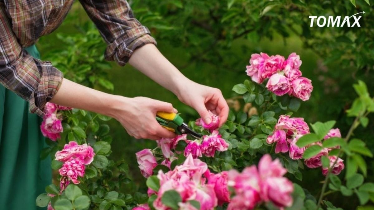 kỹ thuật bón phân hữu cơ cho hoa hồng