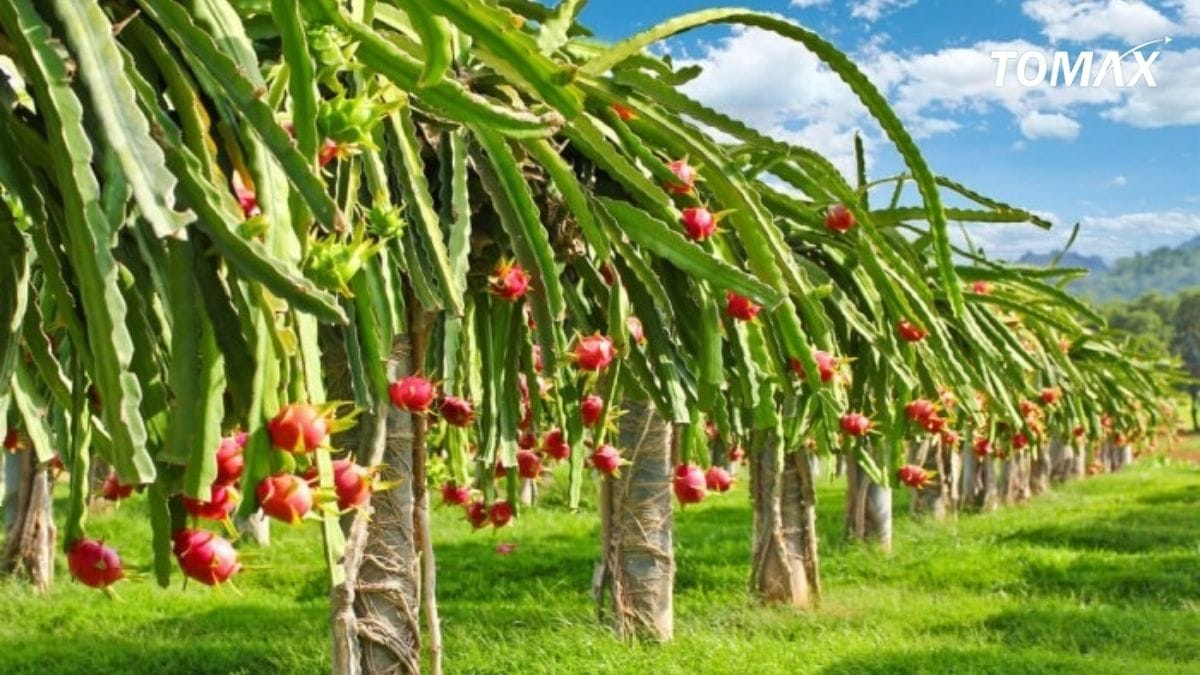 tác dụng của npk nuôi trái