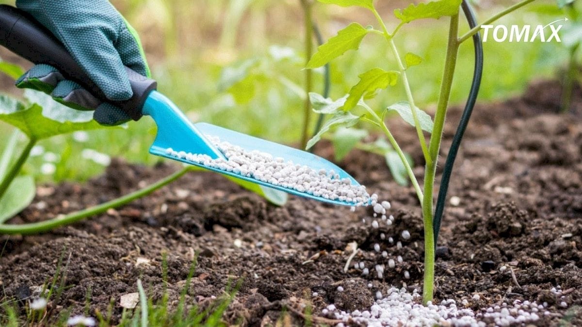 giá npk 16 16 8 đầu trâu