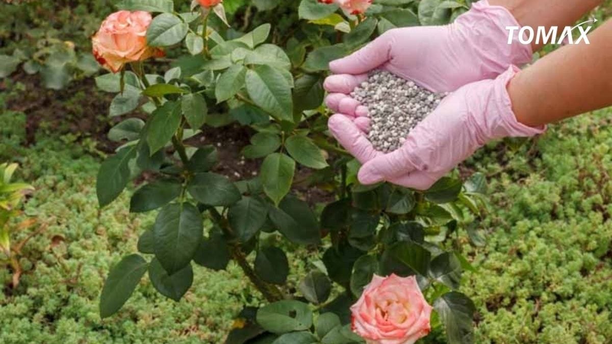 top phân hữu cơ tốt nhất cho hoa hồng