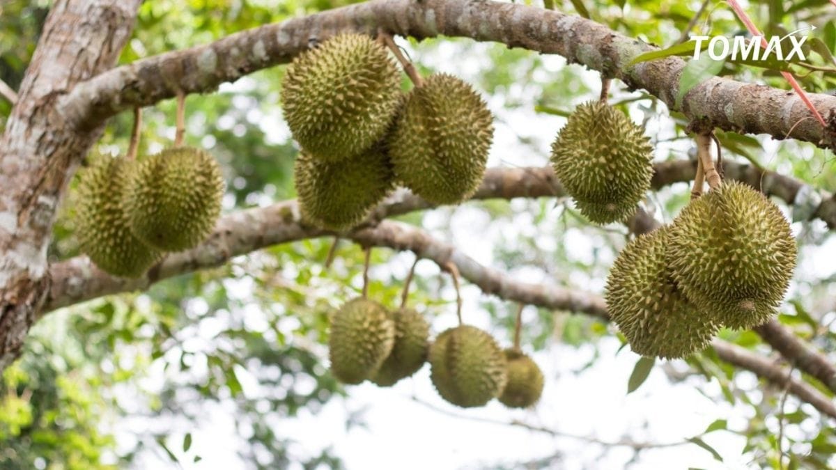 hướng dẫn bón npk cho sầu riêng