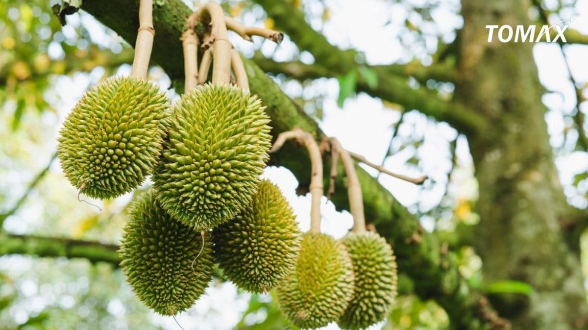 cách bón npk cho sầu riêng ngon