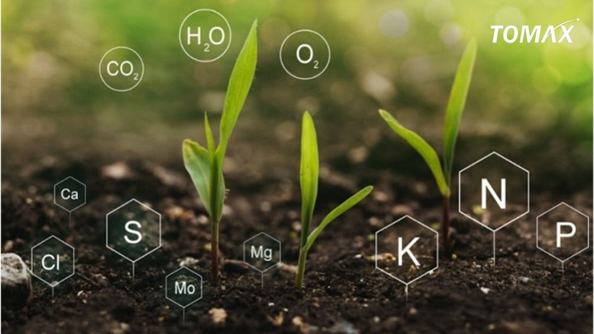 một số loại phân được ưu chuộng trong nông nghiệp
