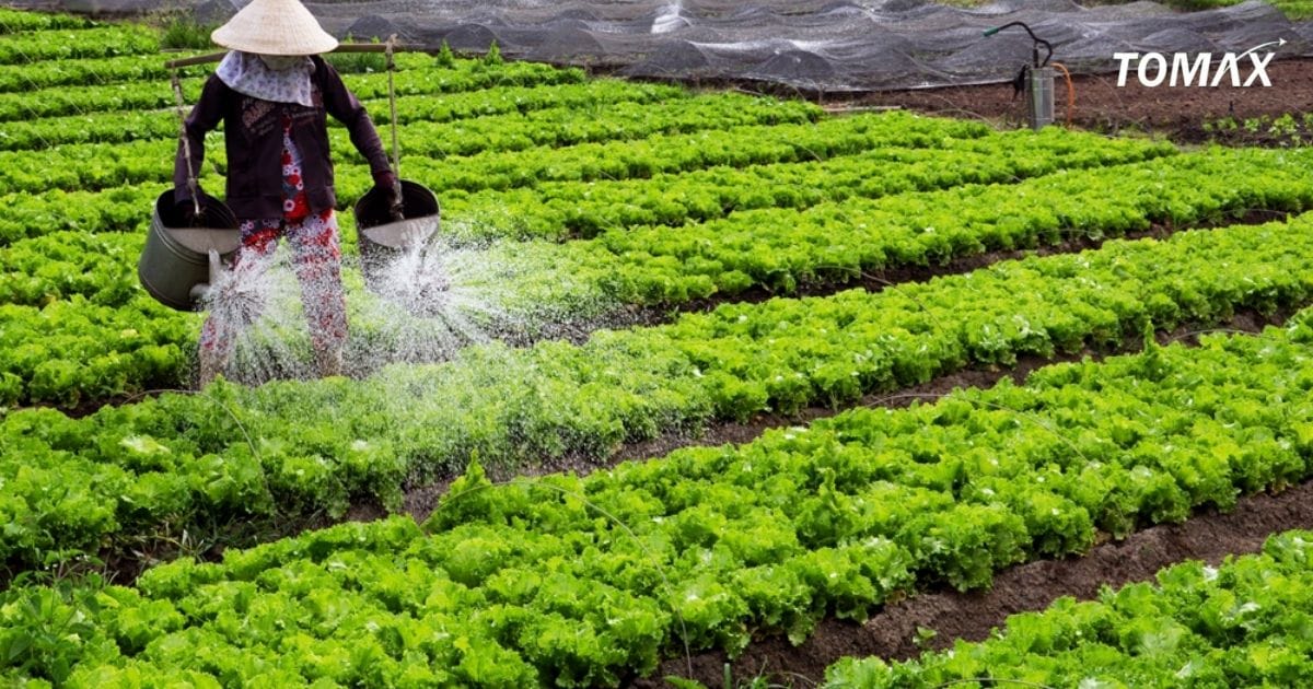 phân loại đạm tưới cho rau