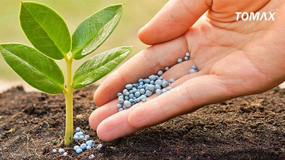 hướng dẫn bón phân lân