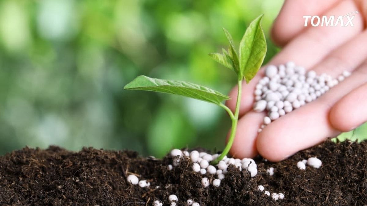 cách bón lót lân