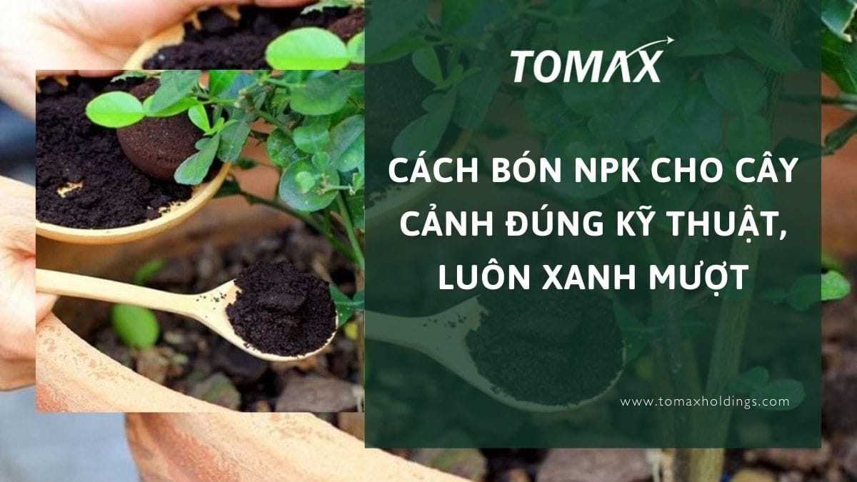 cách bón npk cho cây cảnh