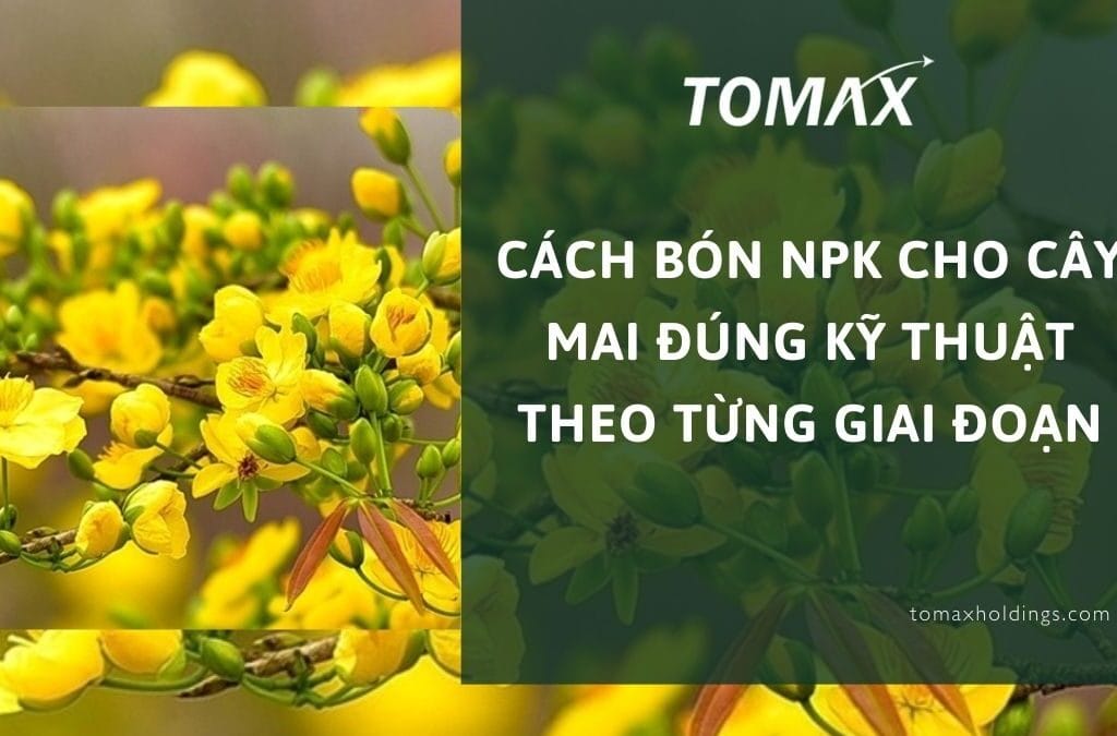 cách bón NPK cho cây mai