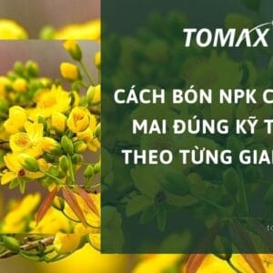 cách bón NPK cho cây mai