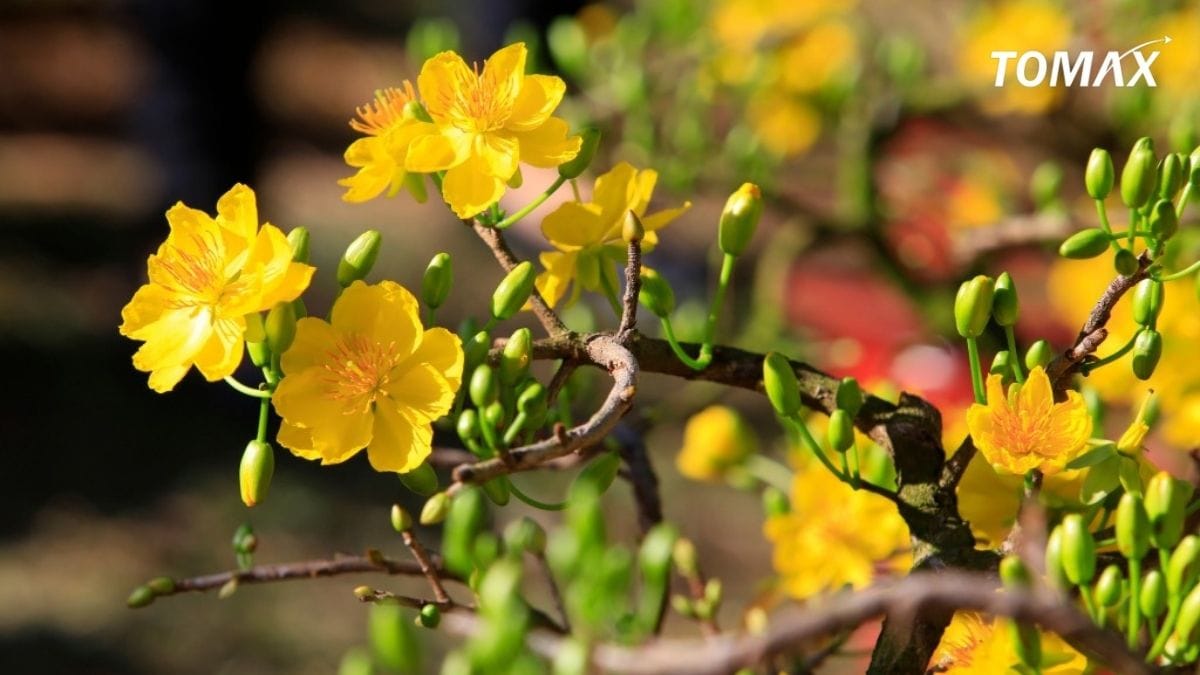 kỹ thuật bón phân npk cho hoa mai