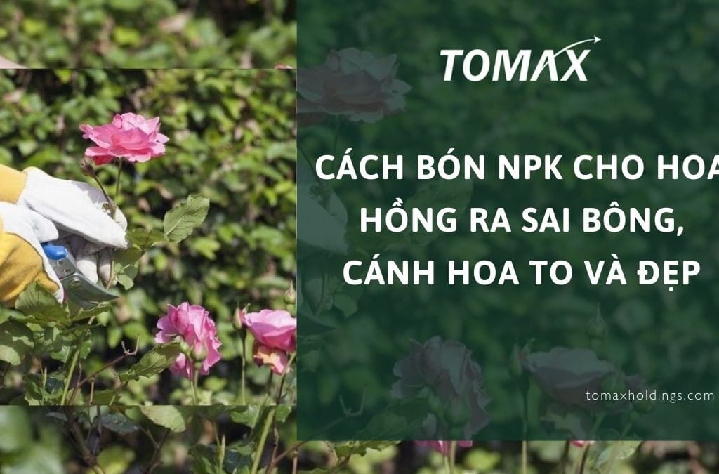 cách bón npk cho hoa hồng