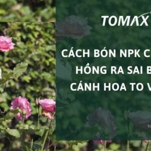 cách bón npk cho hoa hồng
