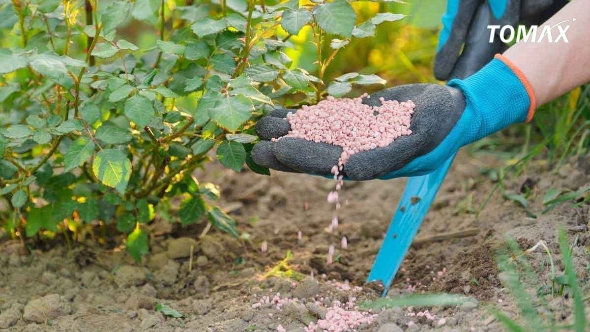 cách bón npk cho hoa hồng sai bông