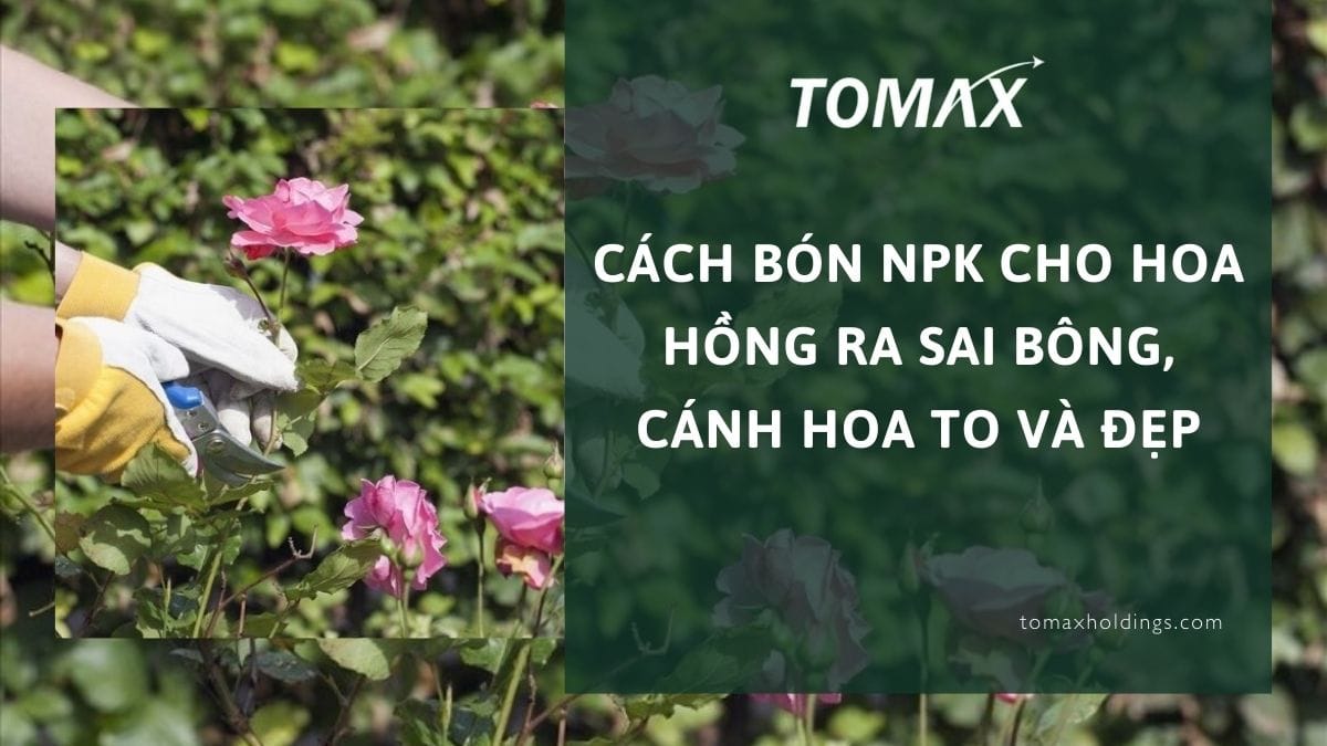 cách bón npk cho hoa hồng