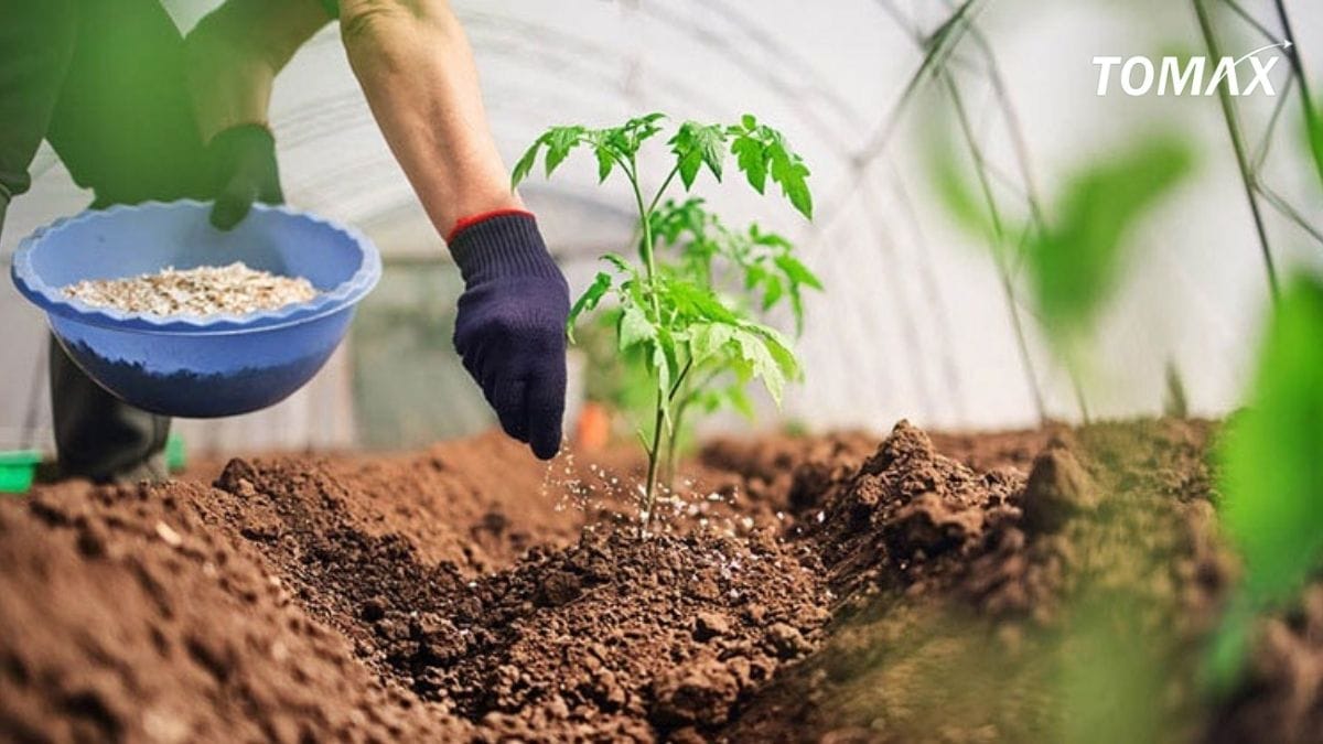 cách dùng npk sau khi pha với nước