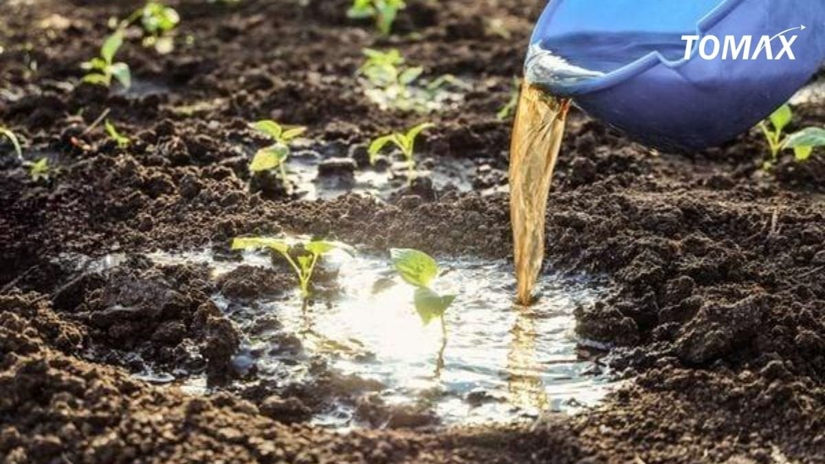 Hướng dẫn bón đạm cá đúng kỹ thuật