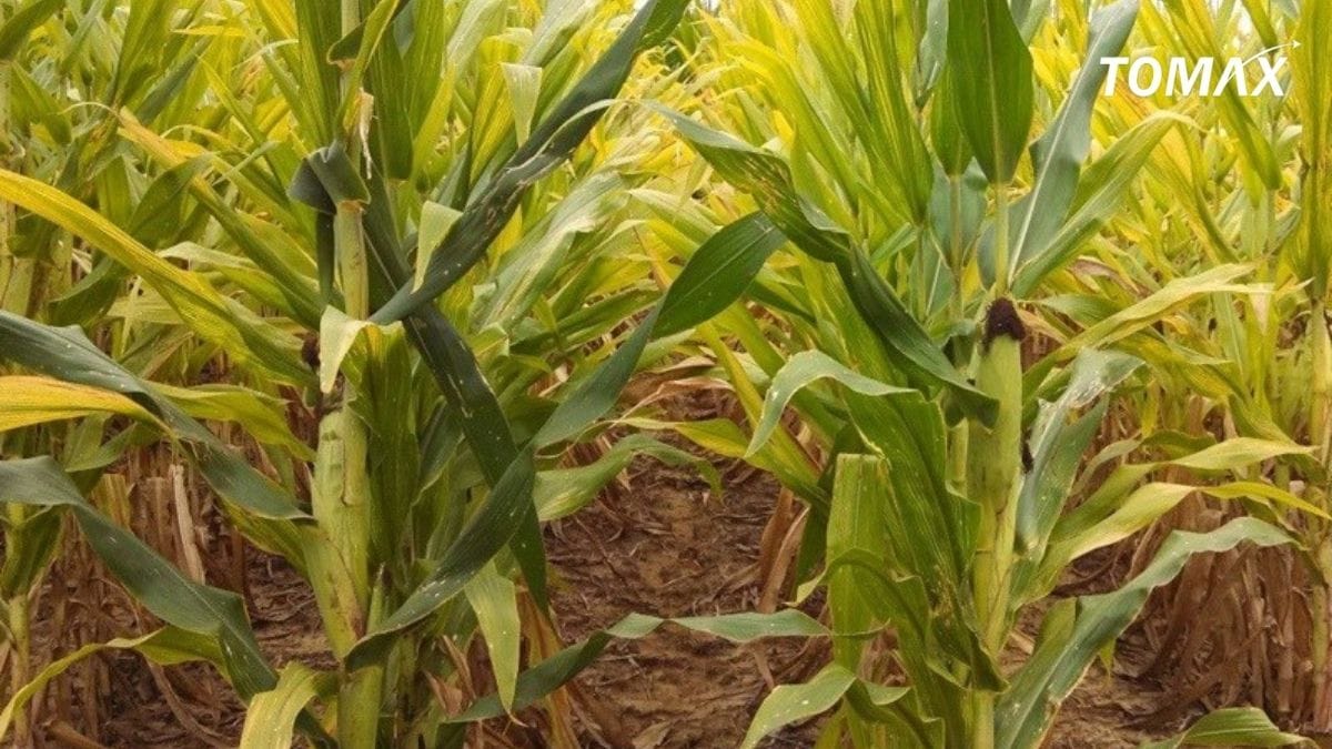 hướng dẫn bón đạm cho cây trồng đúng cách