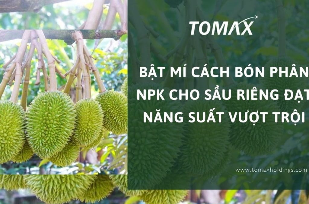 cách bón phân NPK cho sầu riêng