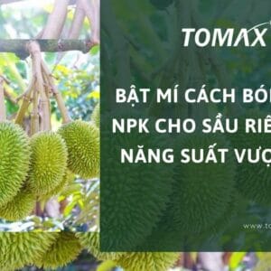 cách bón phân NPK cho sầu riêng