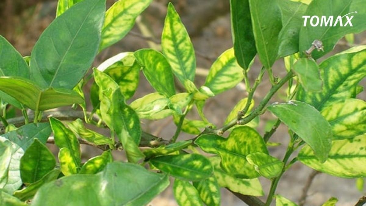 khắc phục khi cây bị ngộ độc npk