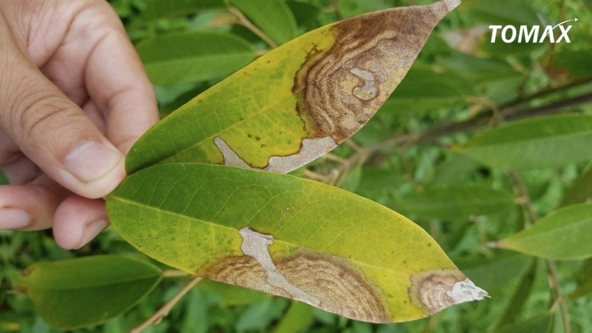 nhận biết ngộ độc npk với các loại ngộ độc khác