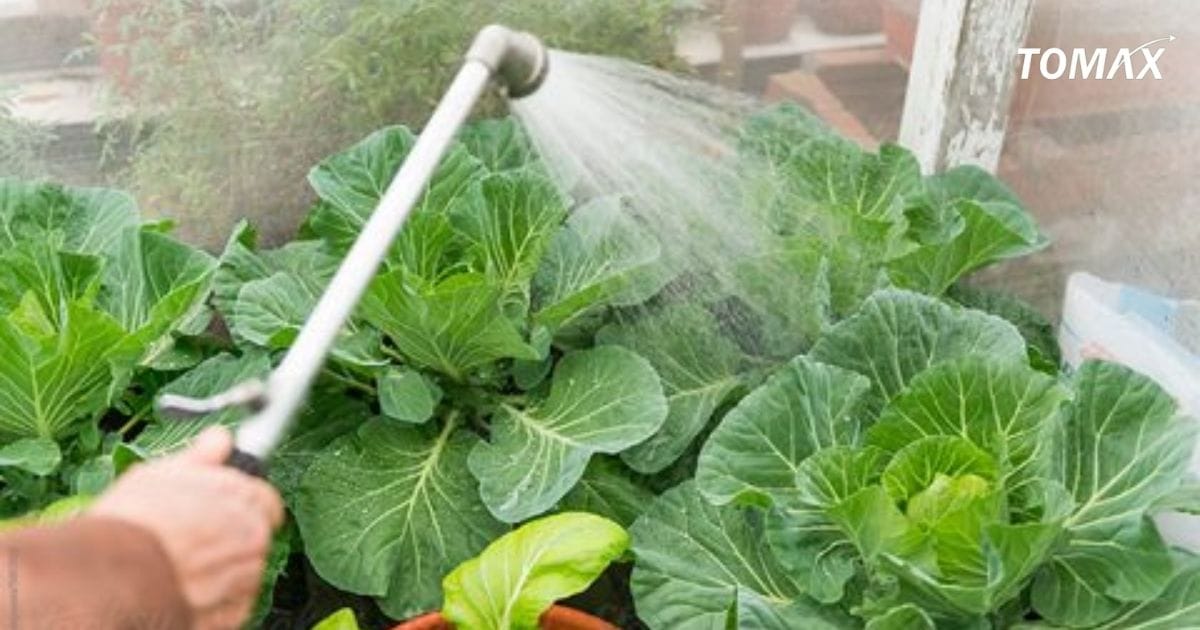 kỹ thuật bón phân đạm cho rau xanh