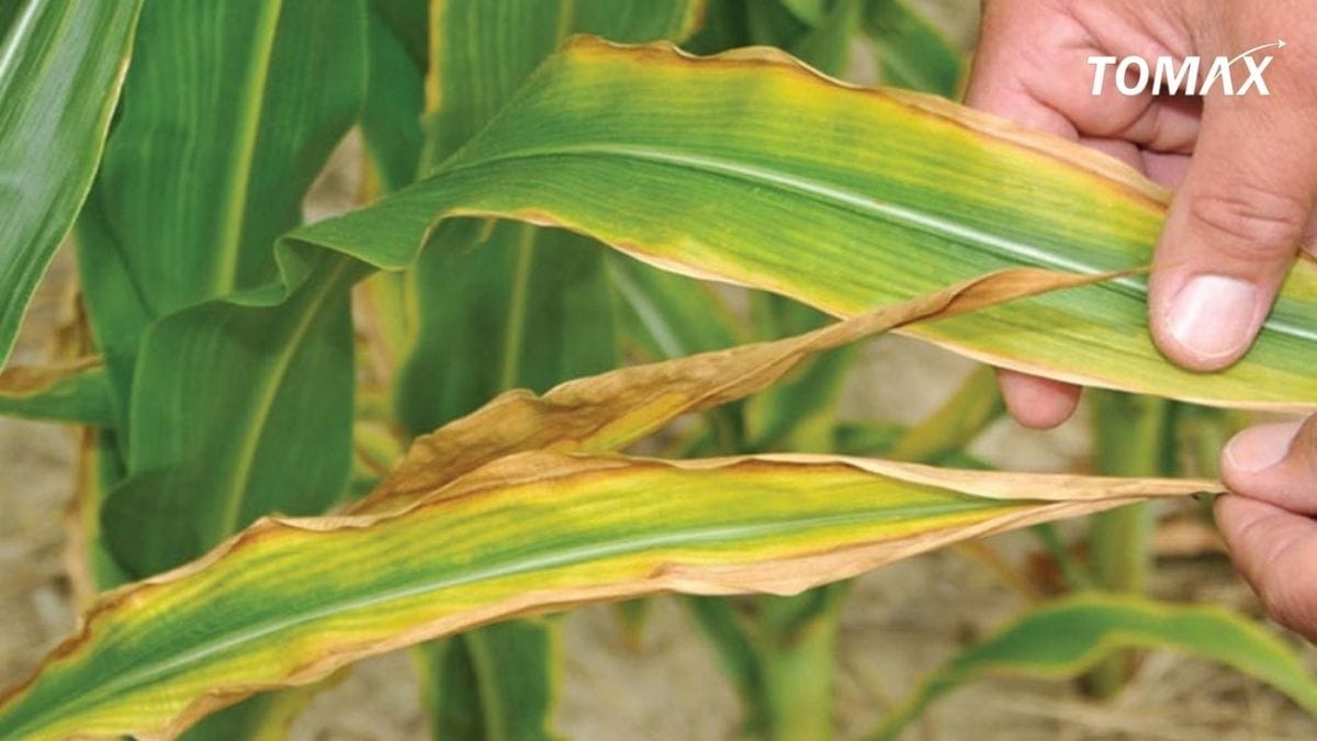 cây bị ngộ độc phân bón phải làm gì