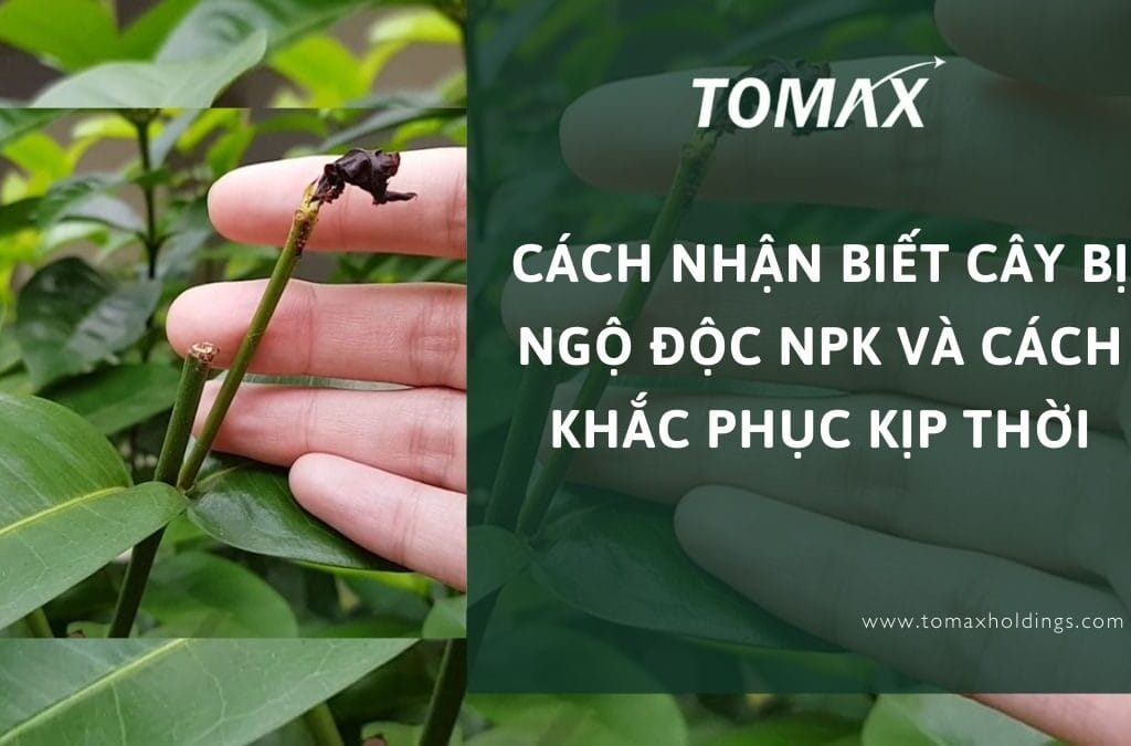 cây bị ngộ độc npk