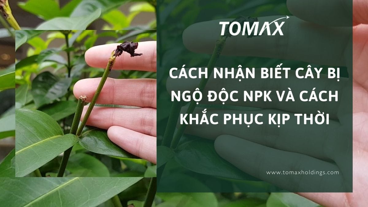cây bị ngộ độc npk