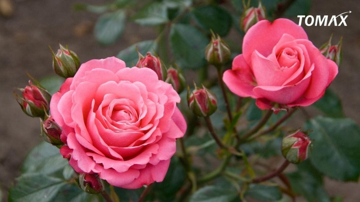 có nên bón NPK cho cây hoa hồng