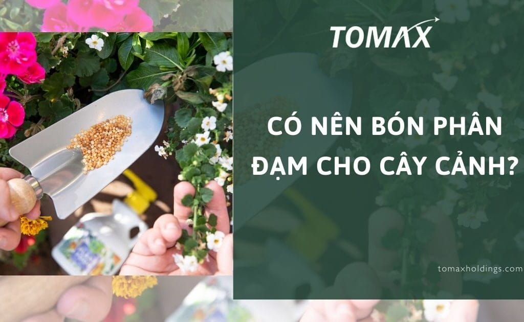 có nên bón phân đạm cho cây cảnh