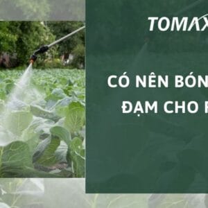 có nên bón phân đạm cho rau