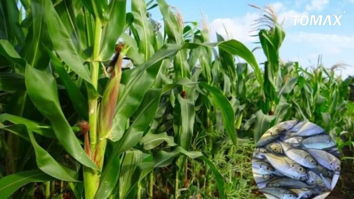 phân bón đạm có dùng cho cây trồng nào