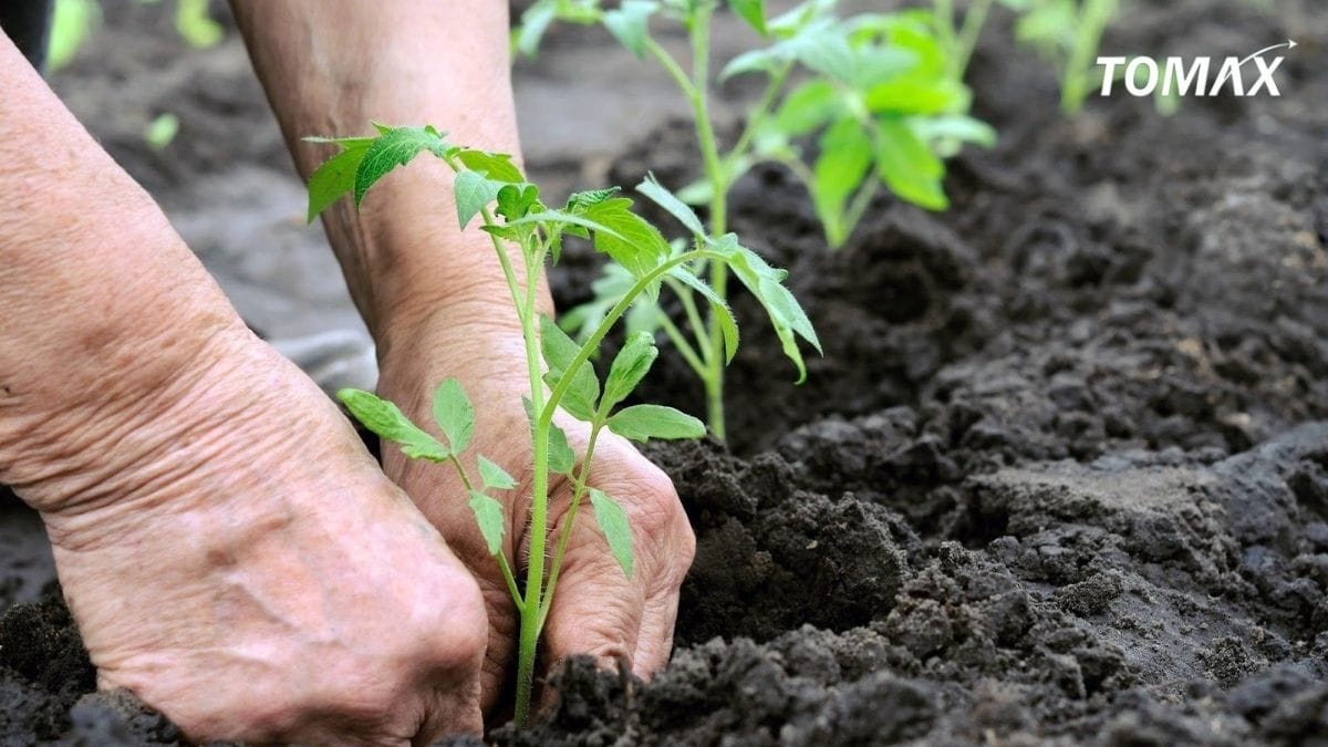 hậu quả khi bón lân sai cách