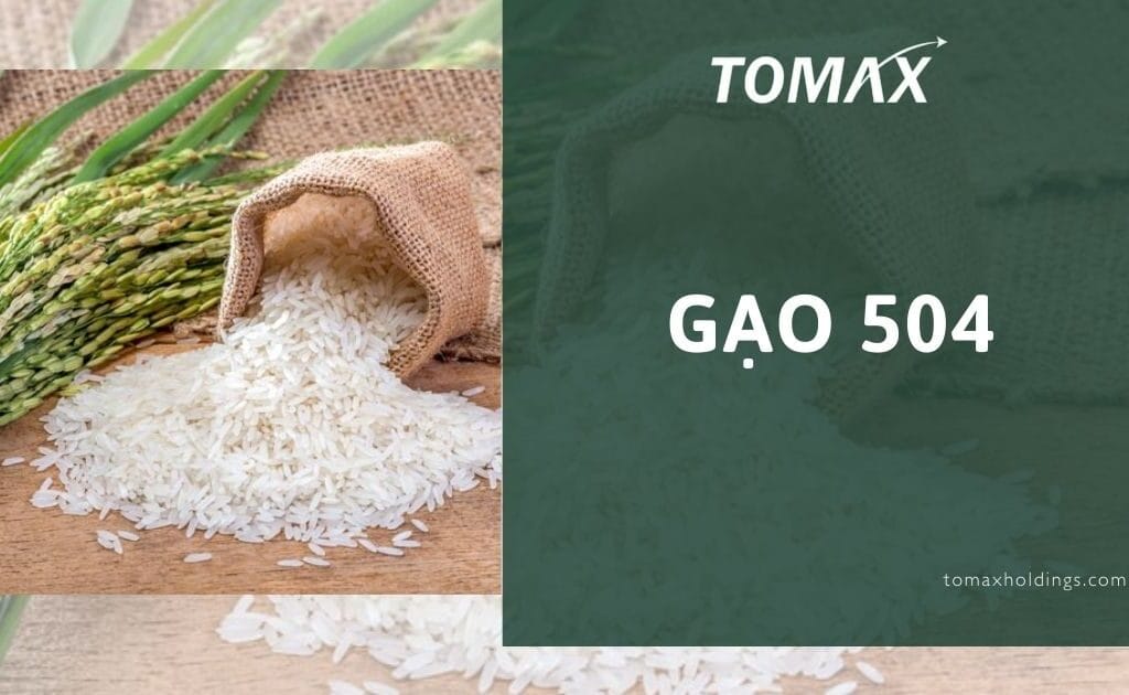 gạo 504
