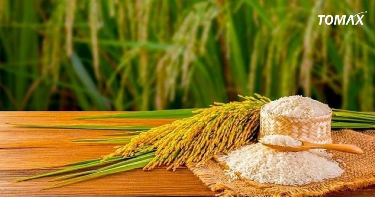 gạo 504 ngon hay không