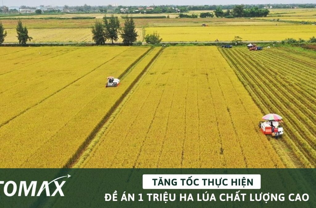 Đề án 1 triệu ha lúa