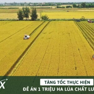 Đề án 1 triệu ha lúa