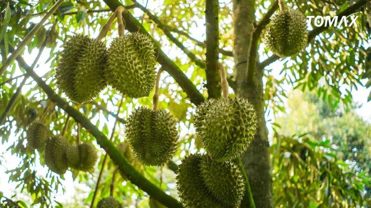 bón npk cho sầu riêng