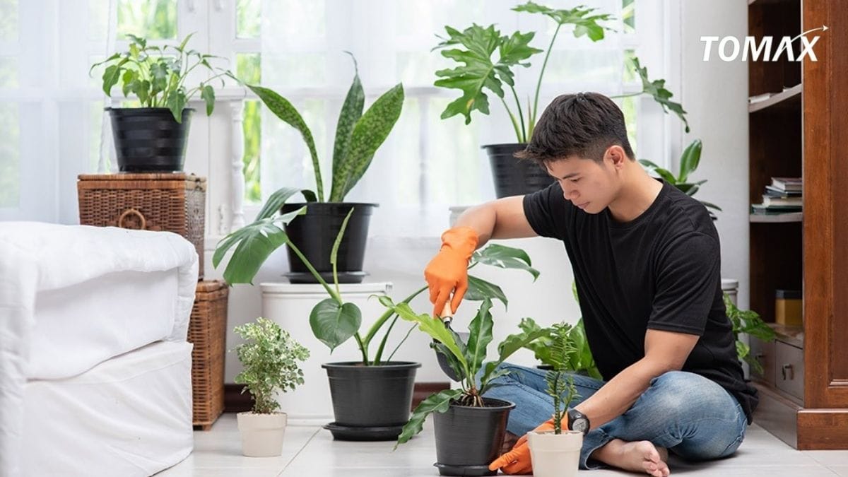 lợi ích bón npk cho cây kiểng