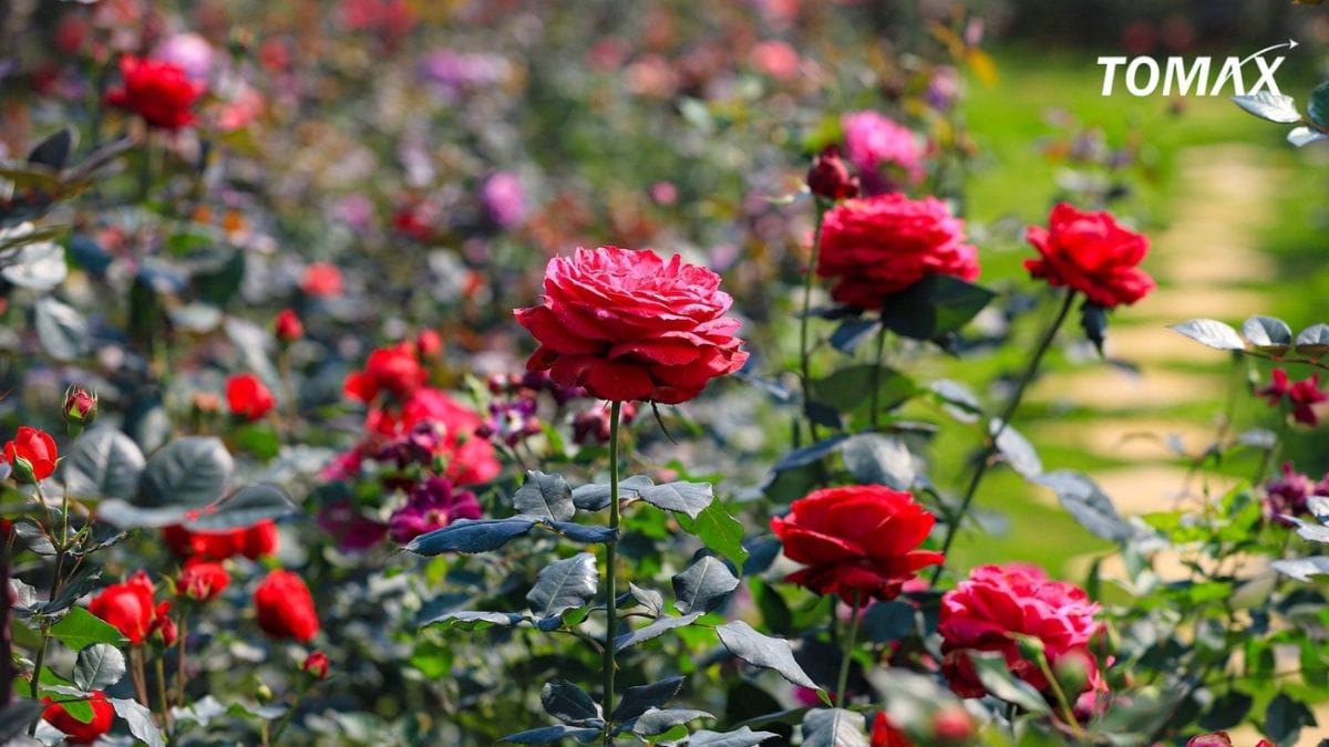 tại sao nên bón phân npk cho hoa hồng đúng kỹ thuật
