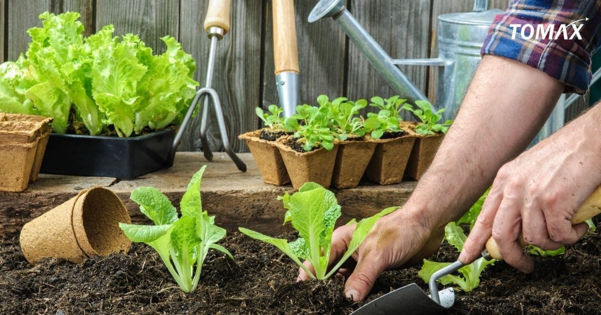 công dụng của đạm đối với rau xanh