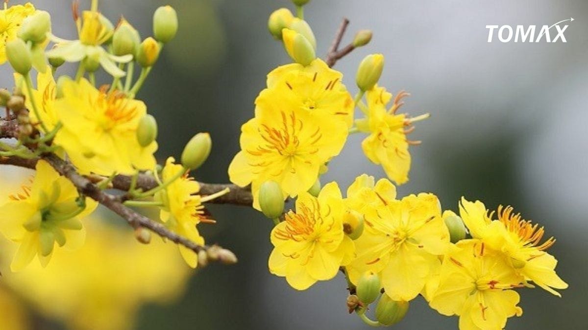 một số mẹo nâng cao hiệu quả khi bón npk cho cây mai