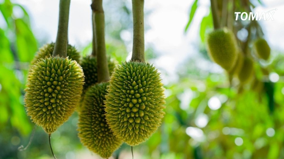 một số lưu ý bón npk cho sầu riêng